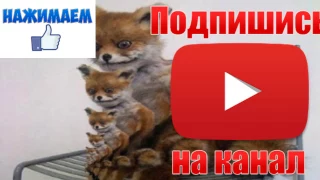 ШОК!! - ЛИС УБИЙЦА В ВКОНТАКТЕ!! -- МИФ ИЛИ ПРАВДА??