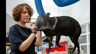 Seltene Lehrberufe: Tierpräparator-Ausbildung im Naturhistorischen Museum