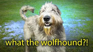GIANT Irish Wolfhound Loses Its Mind
