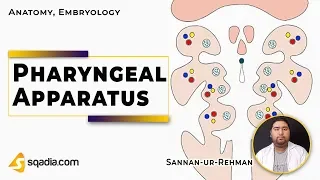 Pharyngeal Apparatus | Anatomy | Embryology Video | Medical Student | V-Learning