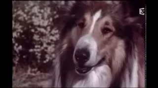 Lassie chien fidèle partie 1