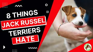 These 8 Things Jack Russell Terriers Hate