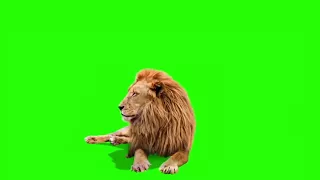 Male Lion   Best Green Screen  Download Link    720P HD