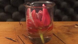 Melting a Flower in Sulfuric Acid