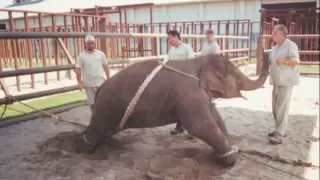 Ringling Bros. -Elephant Child Abusers-Breaking A Baby Elephant