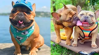 ❤️ Cute and Funny French Bulldog Doing Funny Things # 2 | 2019 | Cute Pets ❤️