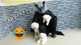 Scary Werewolf Prank On My Dogs (Aguero, Messi & Ronaldo) Funny dogs| Try not to laugh | Ann Ronaldo