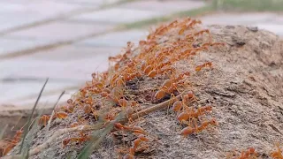 Aggressive weaver ant army strikes a battle pose!