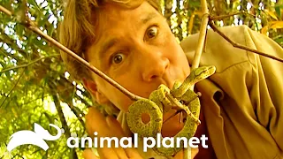 Steve and Terri Irwin Explore the Wildlife of Cape York! | Crocodile Hunter | Animal Planet