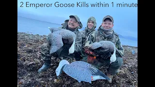 Two Emperor Goose Kill shots in under 1 minute hunting Cold Bay, Alaska