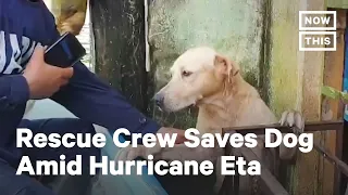 Crew Rescues Dog Stranded By Hurricane Eta Flood Waters | NowThis