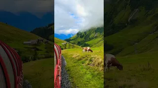 Happy cows #switzerland #nature #travel #youtubeshorts #cows #shortsvideo #suisse #brienz