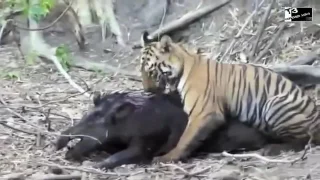 Tiger attack Wild boar 2017 * Best animals attacks(new)