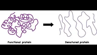 Denaturation of protein