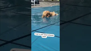 My Dog desperately wants to Swim!