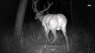 Der Hirsch  -  das scharrende Reh  -  Hasen Pärchen -  mal ein Paar kurze Sequenzen     Wilde Tiere