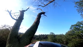 Taking Down Dead Oak Tree