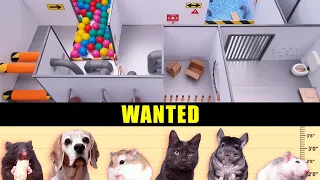 60 seconds PRISON ESCAPE challenge for 6 ANIMALS in real life