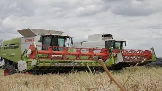 🇵🇱ŻNIWA RZEPAKU 2023 NA 2 LEXIONY🇵🇱 ㋡ Szóstka vs 2 HL-ki ㋡ Lexion 660 & Lexion 540 ㋡ BRZYSKO-ROL ㋡