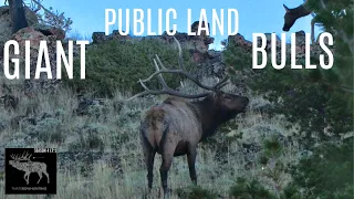 Giant public land Bulls on Wyoming archery hunt