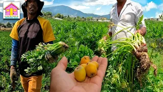 RABANO , APIO y NISPERO EN CONSTANZA REPUBLICA DOMINICANA