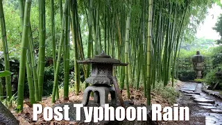 Japan Post Typhoon 13 Rain Walk 2023.09.08 ASMR Ambience Sound Sleep Meditate Relax Tokyo Suburb