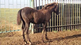 Алтайский биелер,Алтайские кобылы#кобыла #жылқы #лошади #horses #коневодство