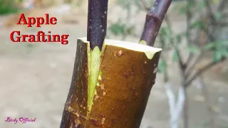 Apple Tree Grafting - How To Graft Fruit Tree