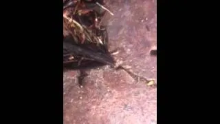 Ant Rage