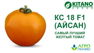 Томат КС 18 (Айсан) – самый лучший желтый томат