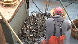 Winter is the Perfect Time to Eat Blue Crabs