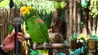 Amazing parrot Quito sings "Old MacDonald"