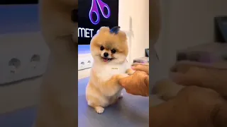 Pomeranian puppies 🐶 tiktok 🎶 || Baby dog 🐕 Cute and Funny 🤣 Dog Videos 🎥 Compilation #shorts