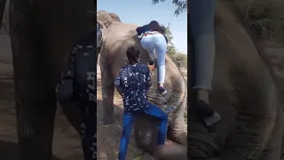 Elephant Ride in Girl #shorts