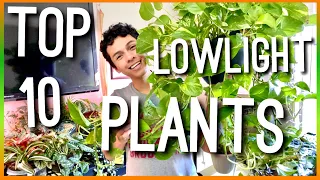 BEST LOW LIGHT PLANTS // TOP 10 LOWLIGHT HOUSEPLANTS FOR INDOORS // NO FUSS HOUSEPLANTS INSIDE!