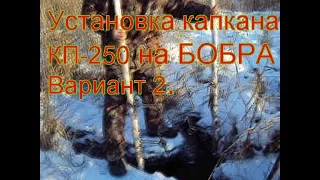 Установка капкана на бобра. Вариант 2. Два КП-250 вертикально рядом.