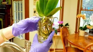 Watch me convert a new orchid to water culture!