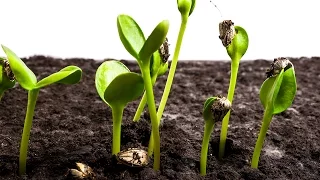 Sunflower Seeds Germination and Growth Time Lapse