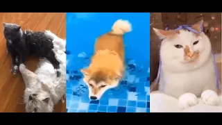 FUNNY ANIMALS # 38 😂 TRY NOT TO LAUGH 😂 DOG AND FUNNY CAT 🐶 🐱