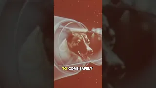 The Sad Story Of Laika The Space Dog