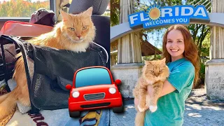 My Cat Moves to Florida! Moving with a cat road trip!