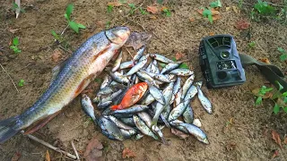 What Happens to Pile of Fish Left in the Woods? (Trail Camera)