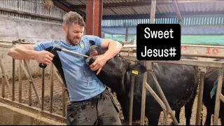 Cows are going out #farm #farming #sheep #calves #tractors #heifers #irish #ireland #lambs #sheepdog