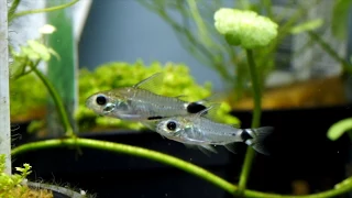 Corydoras hastatus