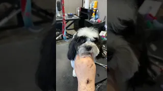 Grooming the round head