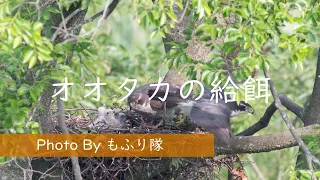 【オオタカ】親から雛への給餌