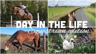 EQUESTRIAN DAY in the LIFE on a HORSE FARM in IRELAND AD