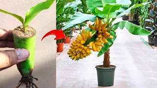 Crazy skills! Growing a Bananas tree from banana fruit in pot 100% success