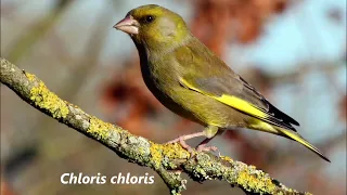 Versi e canto del Verdone - Greenfinch calls and song - Chloris Chloris