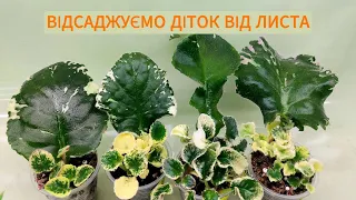 Відсаджуємо діток від листа